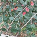 Cotoneaster franchetii পাতা