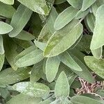 Salvia fruticosa Leaf
