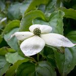 Cornus kousa Квітка