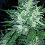 Cannabis indica Flor