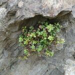 Polycarpon tetraphyllum Habit