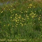 Ranunculus velutinus Habit