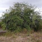 Sideroxylon obtusifolium Habit