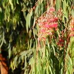 Eucalyptus sideroxylon Květ