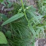 Lappula squarrosa Leaf