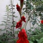 Gladiolus communis Συνήθη χαρακτηριστικά