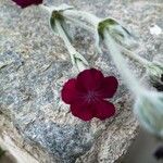 Lychnis coronata Bloem