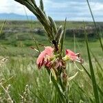 Oenothera suffrutescens Flower