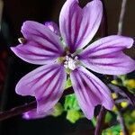 Malva sylvestris Blüte