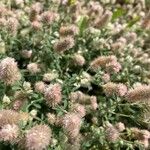 Trifolium arvense Fula