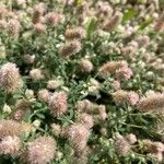 Trifolium arvense Flower