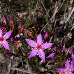 Calytrix glutinosa Blomst