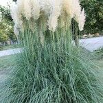 Cortaderia selloana Autre