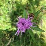 Centaurea jaceaFlower