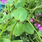 Valeriana graciliflora Leaf