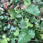 Campanula alliariifolia Blatt