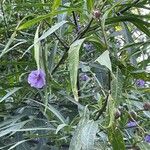 Solanum laciniatum Кветка