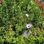 Ipomoea cairicaFlower