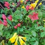 Tropaeolum pentaphyllum Flor
