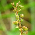 Veronica acinifolia Inny