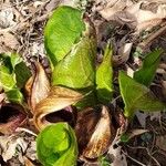 Symplocarpus foetidus Leaf