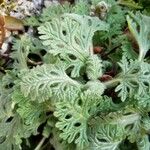 Teucrium botrys Feuille