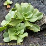 Aeonium nobile Habit