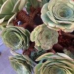 Aeonium aureum Φύλλο