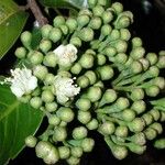 Maranthes panamensis Fruto