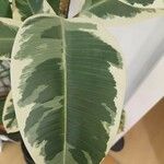 Ficus elastica Folha