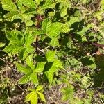 Rubus divaricatus Folha