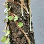 Microgramma vacciniifolia Ліст
