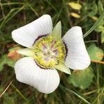 Calochortus gunnisonii Λουλούδι