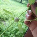 Marsypianthes chamaedrys 花