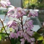 Dendrobium kingianum Kvet