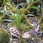 Angraecum striatum Habitus