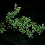 Lonicera angustifolia 整株植物