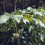 Podophyllum peltatum Buveinė