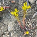 Sedum lanceolatum Lapas