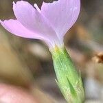 Dianthus pungens Blüte