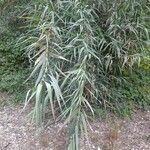 Arundo donax Leaf