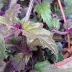 Gynura aurantiaca Leaf