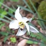 Narcissus poeticus Fula