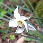 Narcissus poeticus Flower