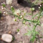 Erigeron sumatrensisFlor