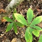 Medeola virginiana Blatt