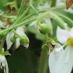 Saxifraga stolonifera Frugt