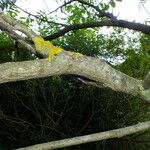 Juglans mandshurica Bark