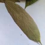 Neocalyptrocalyx leprieurii Leaf