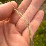 Sporobolus fertilis Flower